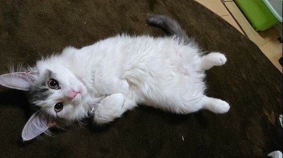 ヘソ天するメインクーン