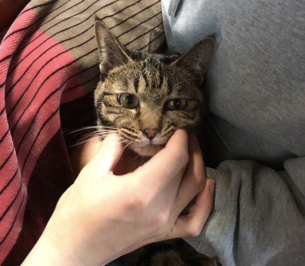 見つめる猫