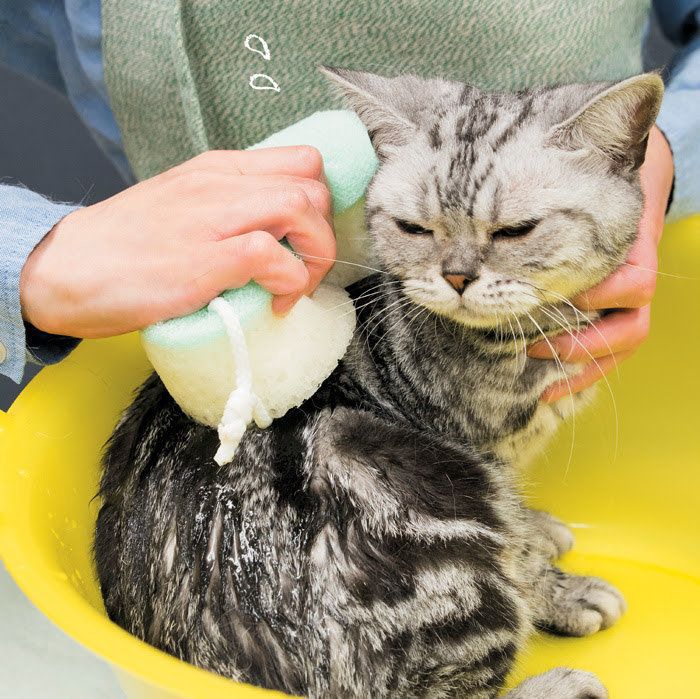 2017年8月号「ねこのきもち」