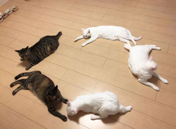 15匹の猫