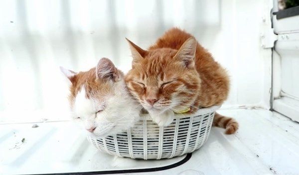 カゴで眠る猫