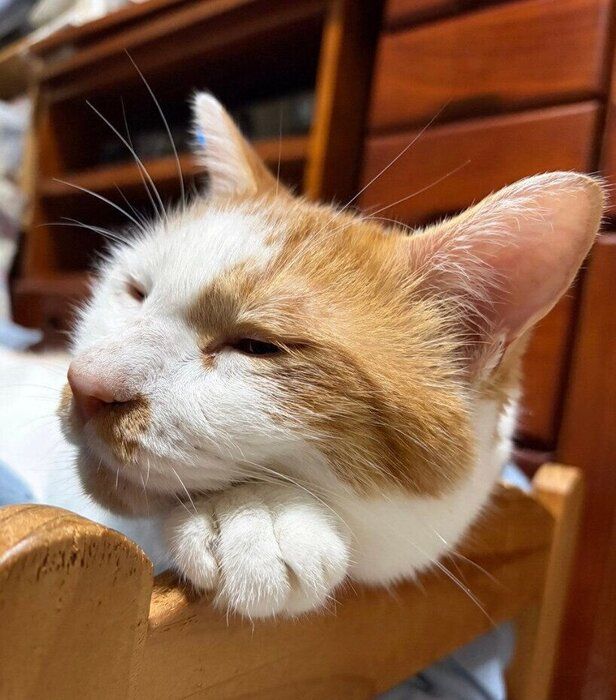 「おてて枕」で眠るおかかごはんくん