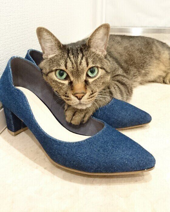 靴が好きな猫