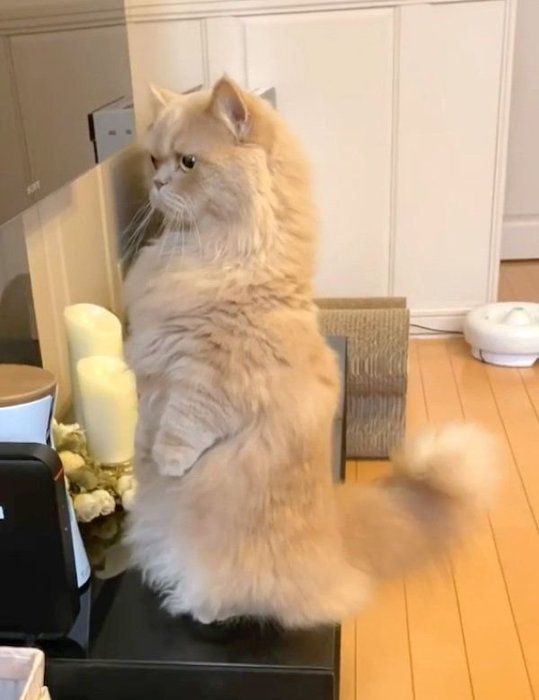 テレビを不思議そうに見つめるベルちゃん