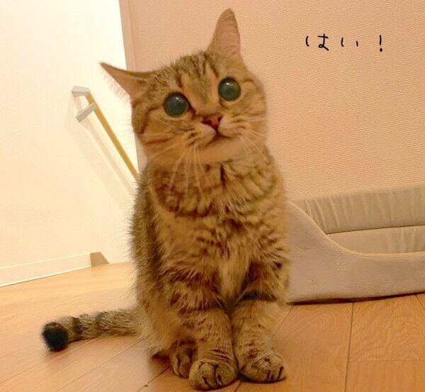片耳に力を入れるきなこちゃん