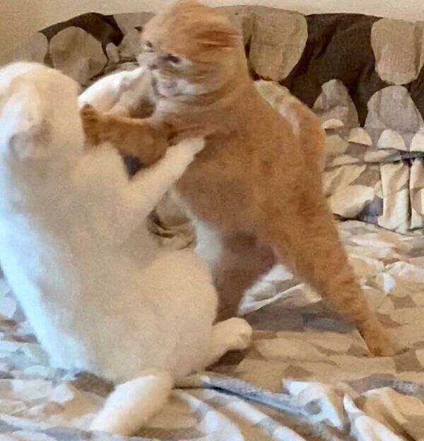 じゃれ合うむくちゃんともろみちゃん