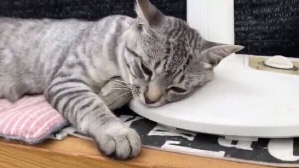 完全オフモードのコタローくん