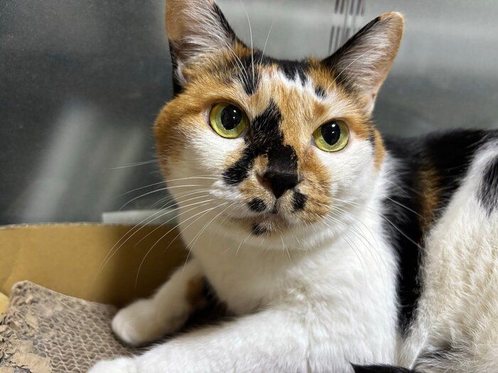 見つめるさくらちゃん