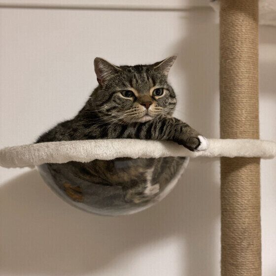 キャットタワーでくつろぐマンチカン