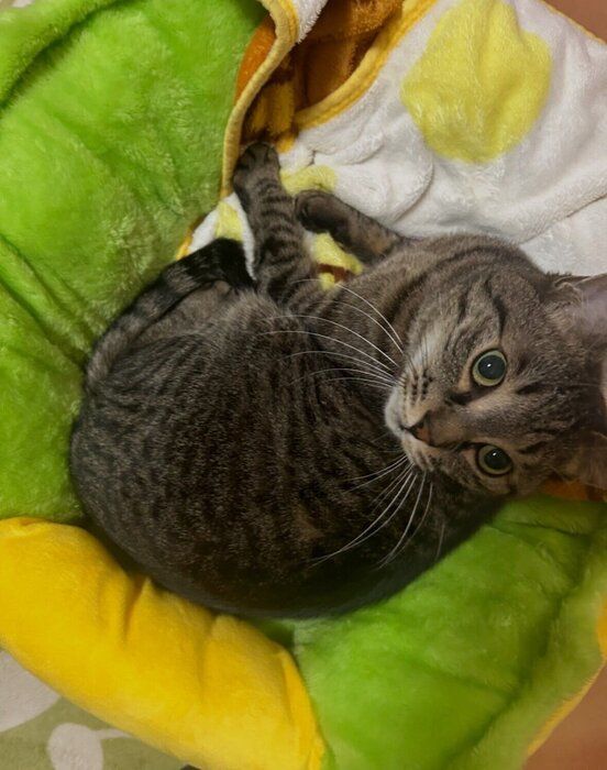 飼い主を見上げる猫