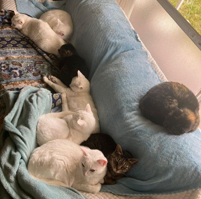 まったりする愛猫たち