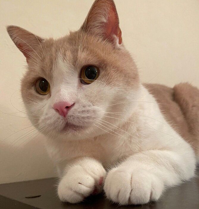 現在のさくらくん。