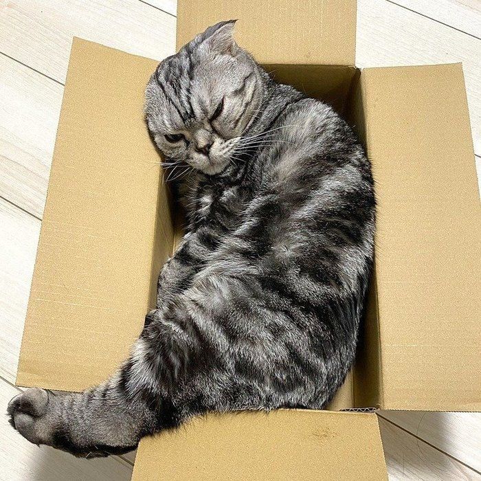 @tacos_cat