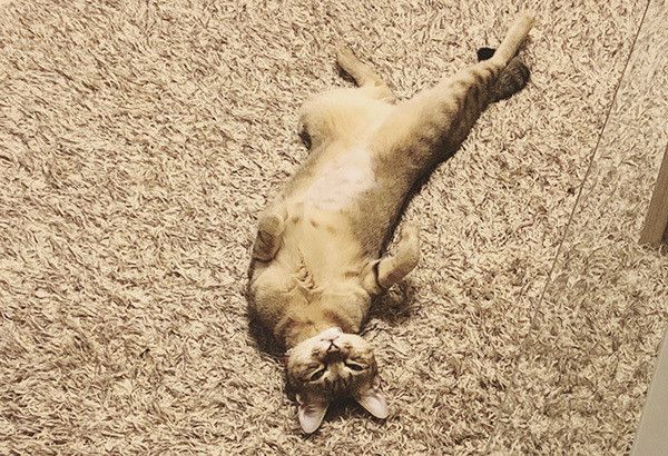 ヘソ天する猫