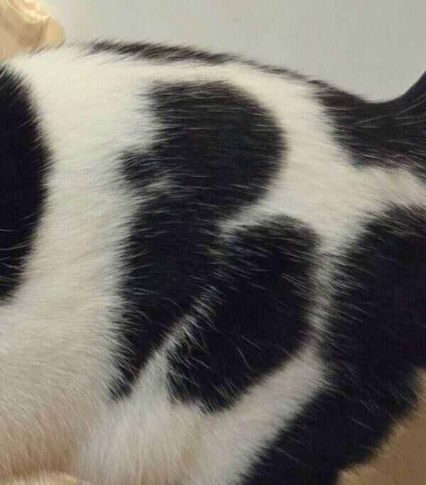 プードルのような模様のミアちゃん