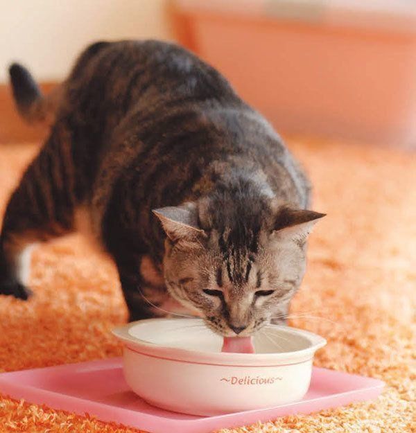 水を飲む猫