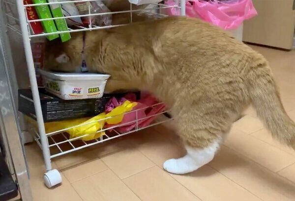 棚を漁るさんてくん