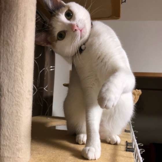 首をかしげる三毛猫