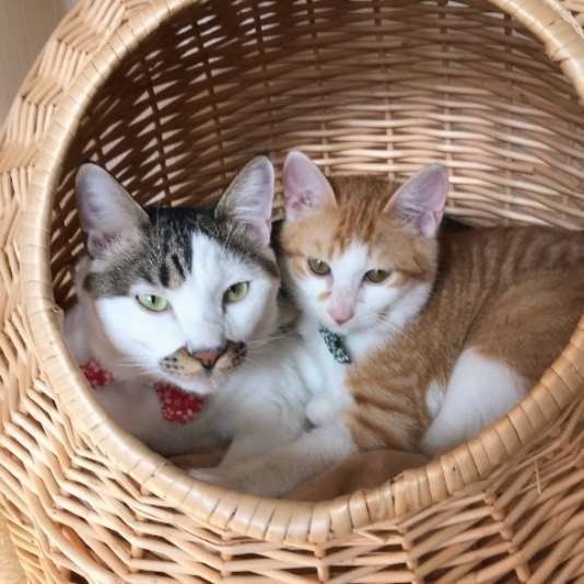 寄り添う猫