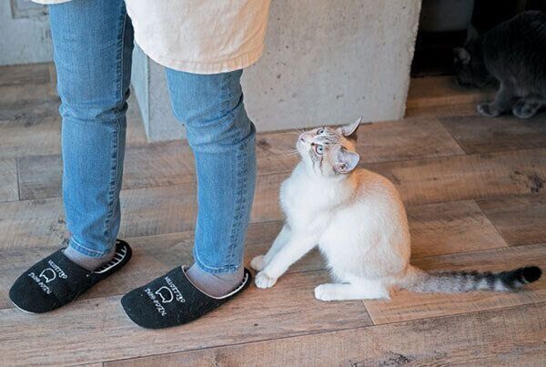 見上げる猫