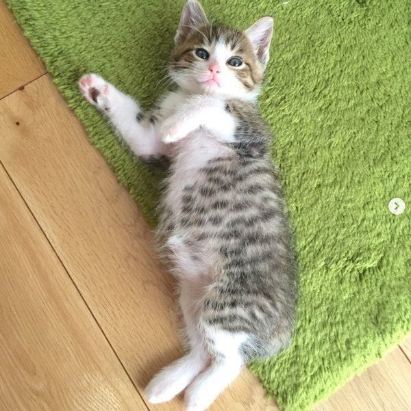 元保護猫・音ちゃん