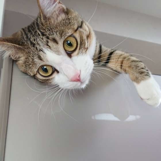 見つめる猫