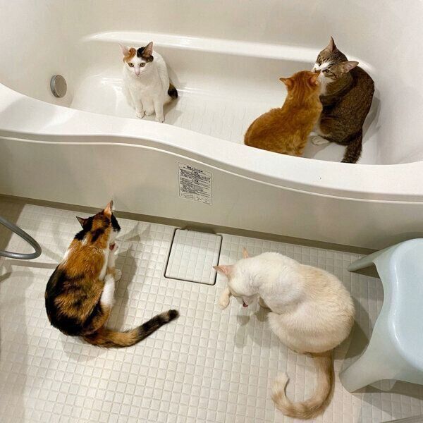 浴槽の中でまったりする猫たち