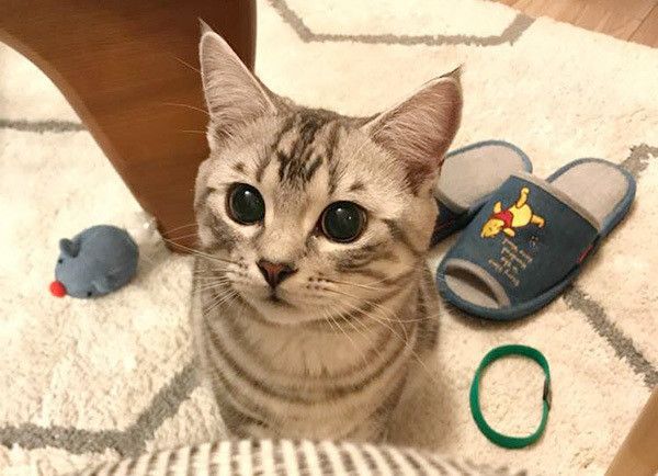 見つめる猫