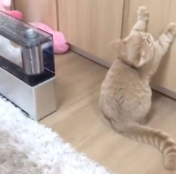 加湿器が気になるここちゃん