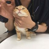 獣医師監修 猫に目薬 点眼薬 眼軟膏 を投与するコツを写真つきで解説 ねこのきもちweb Magazine 獣医師監修 猫に目薬 点眼薬 眼軟膏 を投与するコツを写真つきで解説 ねこのきもちweb Magazine