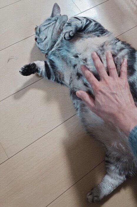 飼い主に撫でられているマンチカン