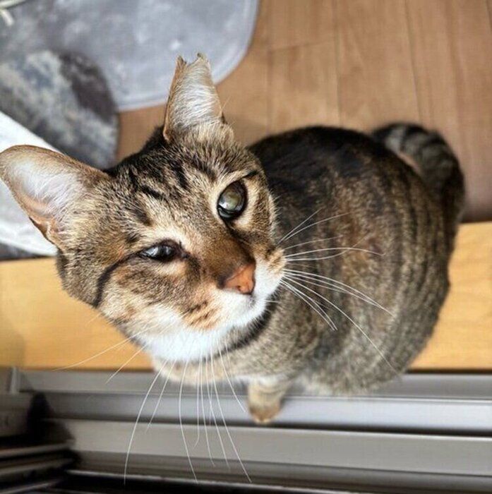 現在のあんずちゃん　何を見ているのかな？