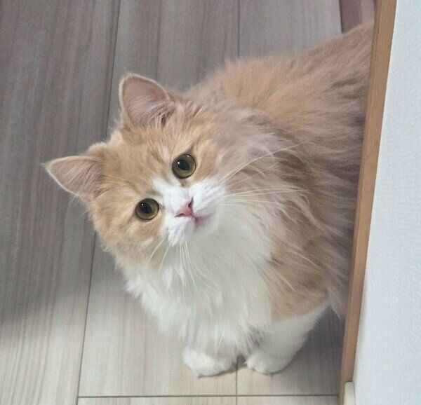ゴハンの様子をチェックするマシュちゃん