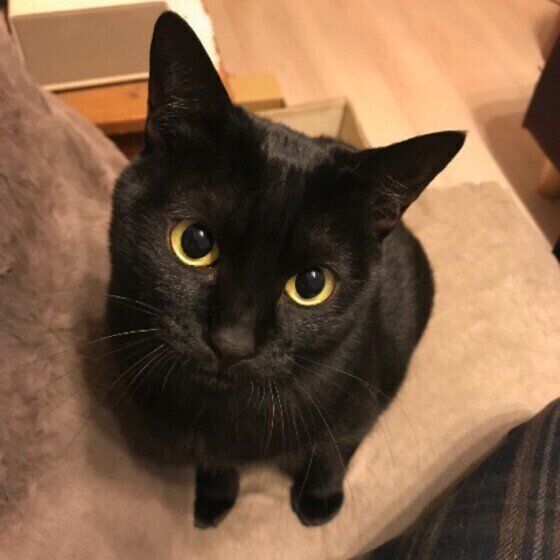 見つめる猫