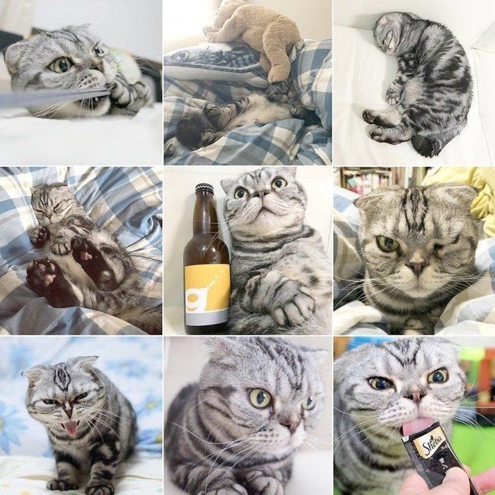 @tacos_cat