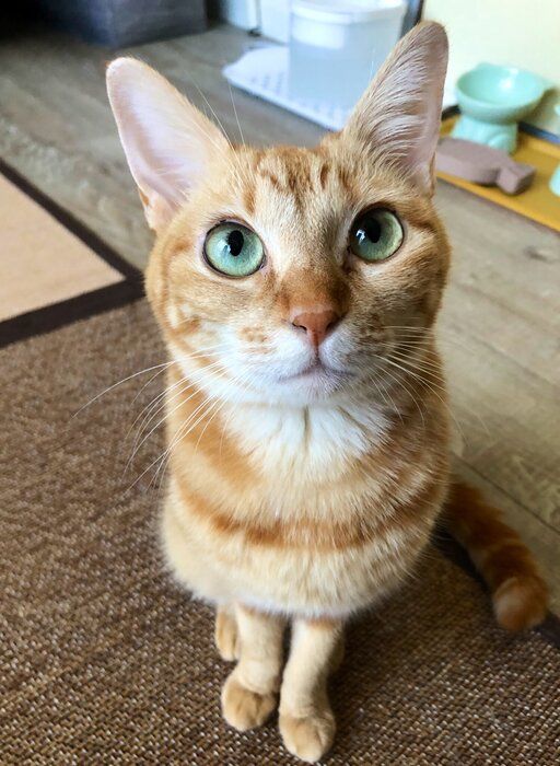 見上げる猫