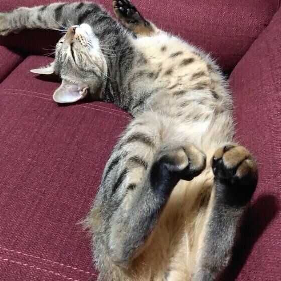 ヘソ天する猫