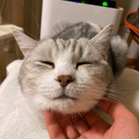 ナデナデされる猫