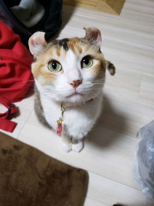 緑の瞳のつっきーちゃん