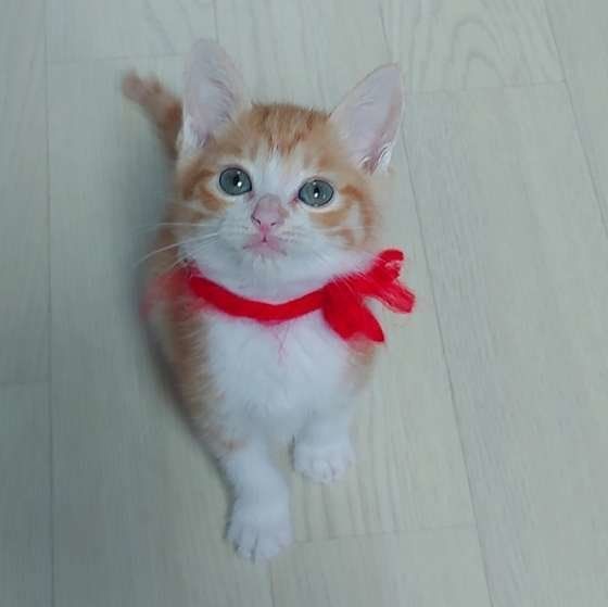 赤いリボンをつけたMIX茶×白の子猫