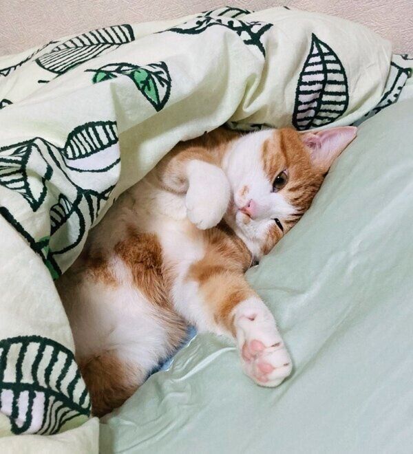 お布団の気持ちよさを実感するシャシャくん