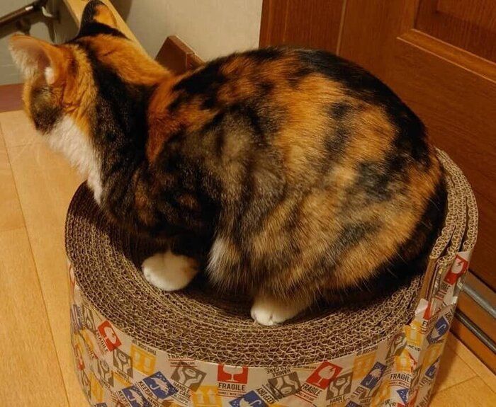爪とぎベッド