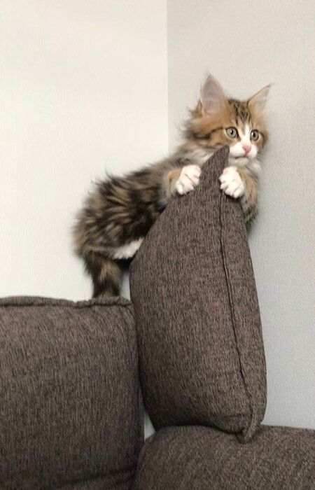 ソファに登っている子猫