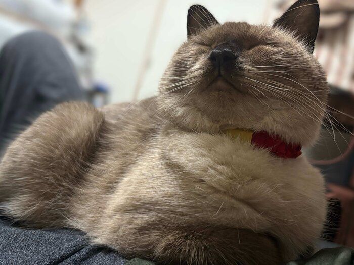 目を閉じるクロエちゃん