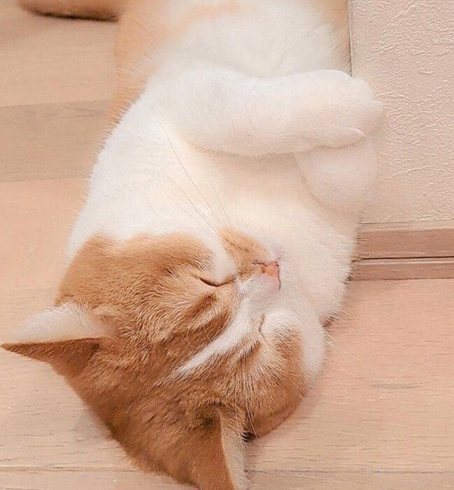 寝姿が可愛いもなかくん