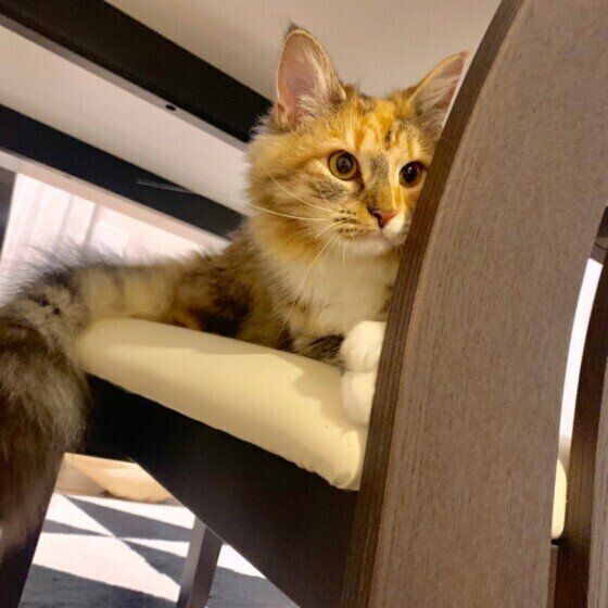 のぞき見するノルウェージャンフォレストキャット