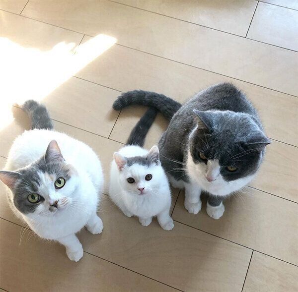 ねね子ちゃん、カツヲくん、ドラ千代くん