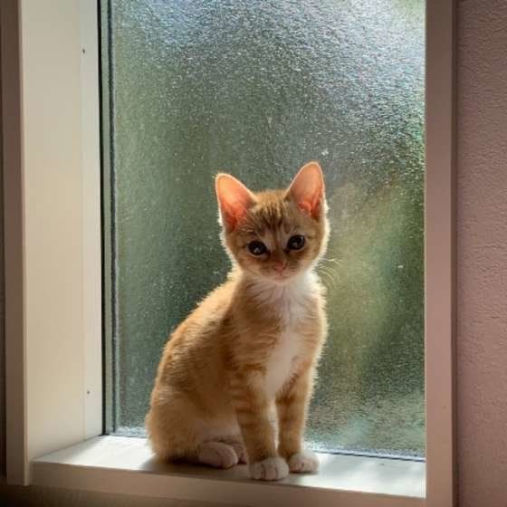 MIXの子猫