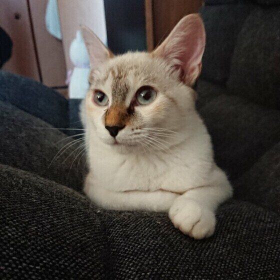 くつろぐ猫