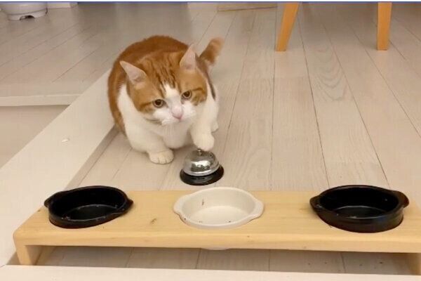 呼び鈴を鳴らすコスケくん